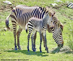 пазл Детские зебры и ее мать